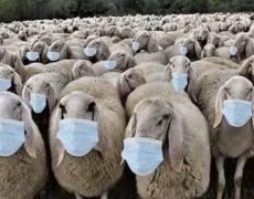moutons-230x180.jpg